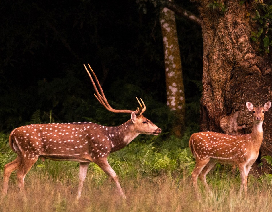 3 Nights 4 Days Bardia National Park Tour